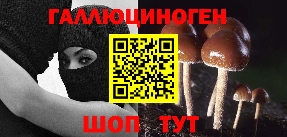 Галлюциногенные грибы Psilocybe Белорецк